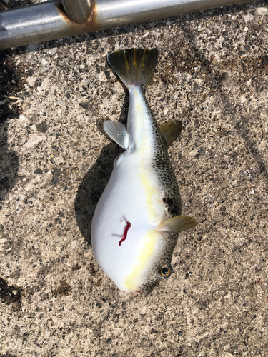 ウミタナゴの釣果