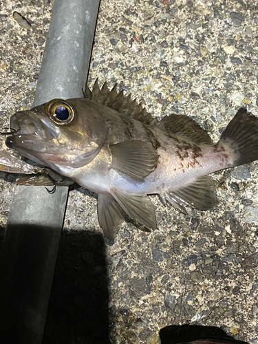 シロメバルの釣果