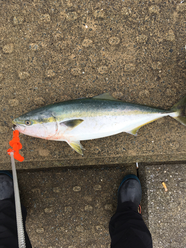 メジロの釣果