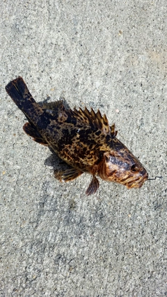 タケノコメバルの釣果