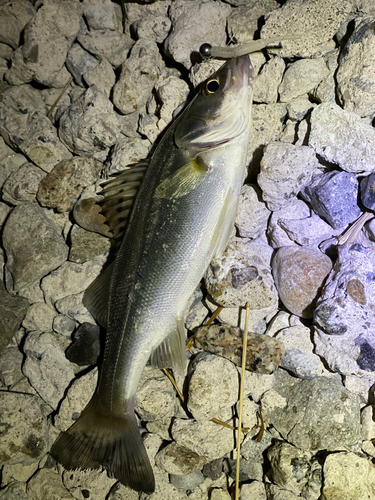 セイゴ（タイリクスズキ）の釣果