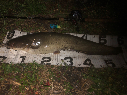 ナマズの釣果