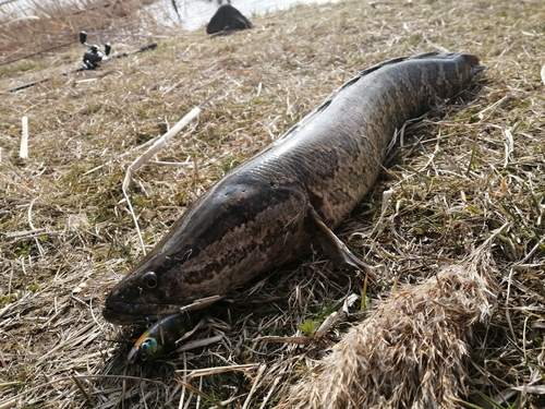 ライギョの釣果