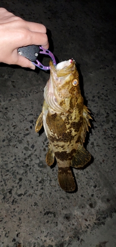 タケノコメバルの釣果