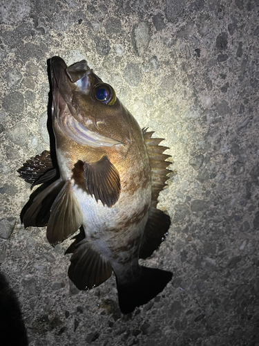 メバルの釣果