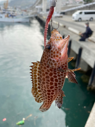 オオモンハタの釣果