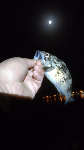 ソイの釣果