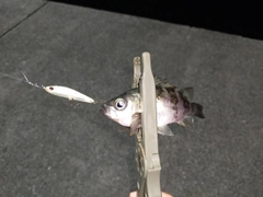 メバルの釣果