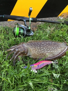 シリヤケイカの釣果