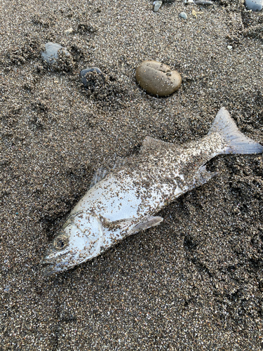 セイゴ（ヒラスズキ）の釣果