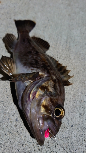 クロソイの釣果