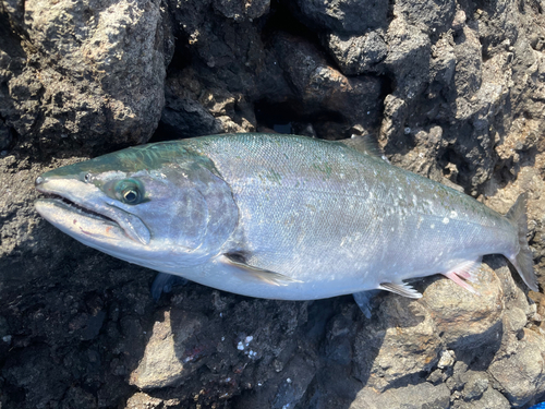 サクラマスの釣果