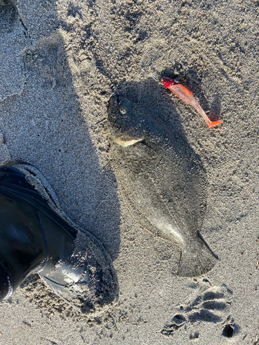 ソゲの釣果