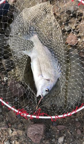 キビレの釣果