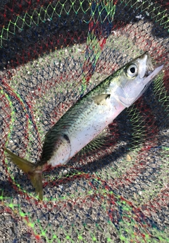 サバの釣果