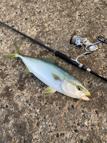 イナダの釣果