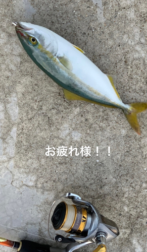 イナダの釣果