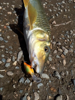 ニゴイの釣果