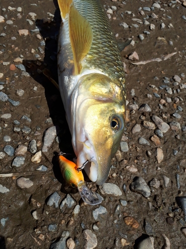 ニゴイの釣果