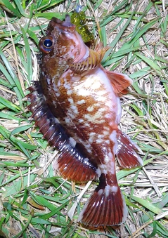 カサゴの釣果