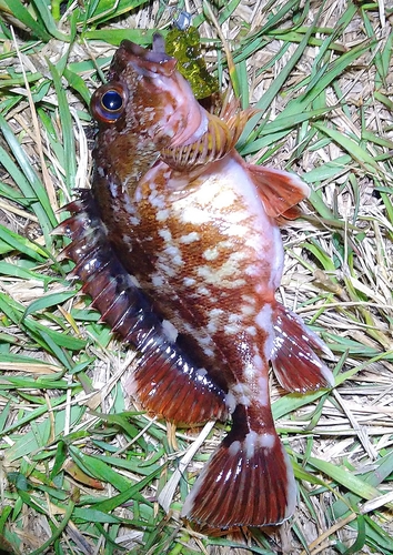 カサゴの釣果