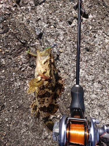 タケノコメバルの釣果