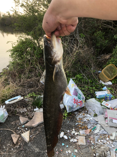 ナマズの釣果