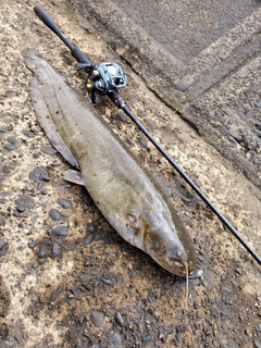 ニホンナマズの釣果