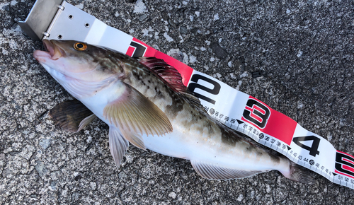 ホッケの釣果