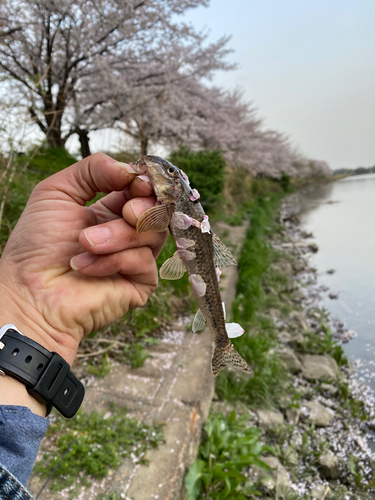 ニゴイの釣果