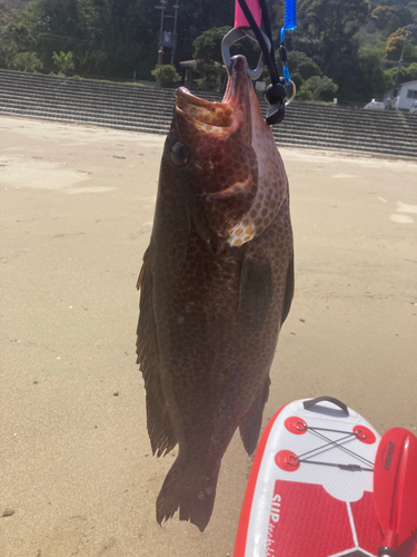 オオモンハタの釣果