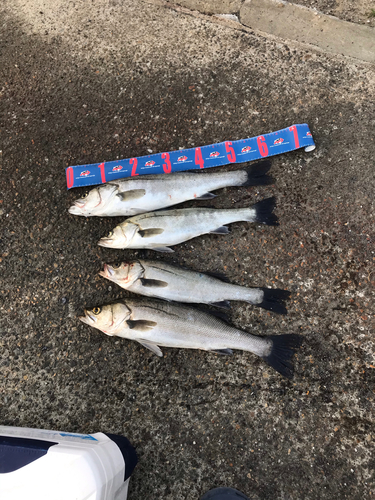 シーバスの釣果