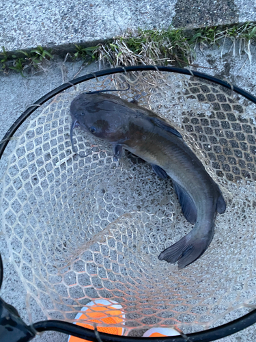 アメリカナマズの釣果