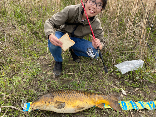 コイの釣果