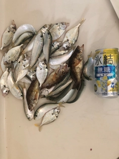 サッパの釣果