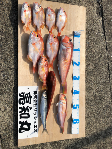 アマダイの釣果