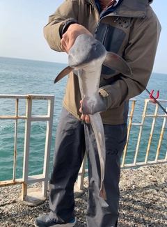 ドチザメの釣果