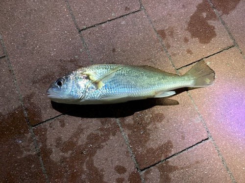 イシモチの釣果