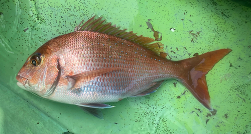 マダイの釣果