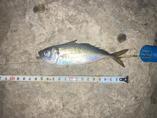 アジの釣果