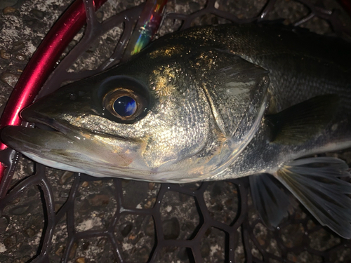 フッコ（マルスズキ）の釣果