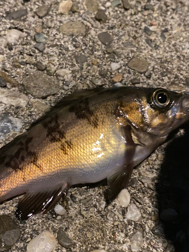 シロメバルの釣果