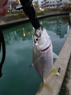 メッキの釣果