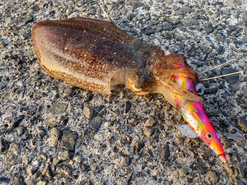 コウイカの釣果