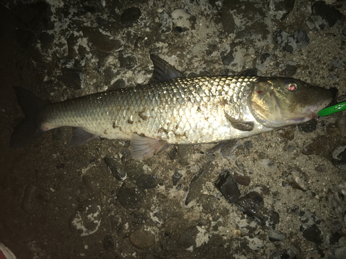 ニゴイの釣果