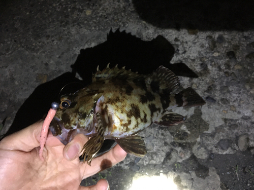 カサゴの釣果