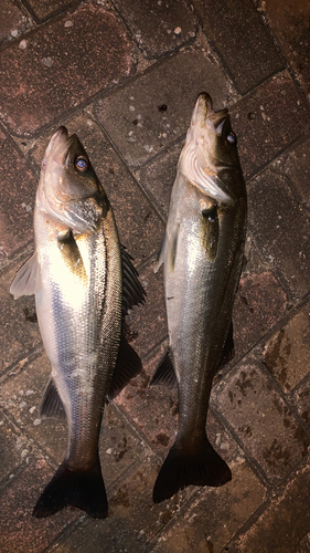 シーバスの釣果