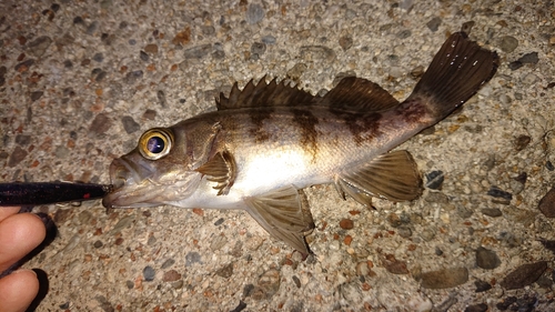 シロメバルの釣果