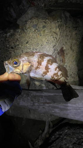 釣果