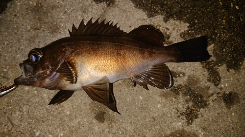 シロメバルの釣果